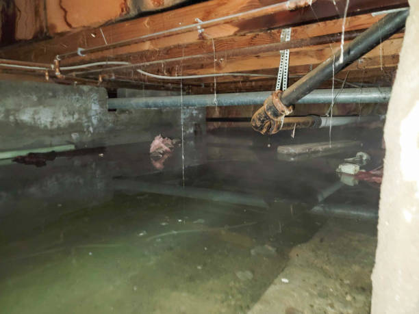 Best Basement water damage restoration  in Tryon, NC